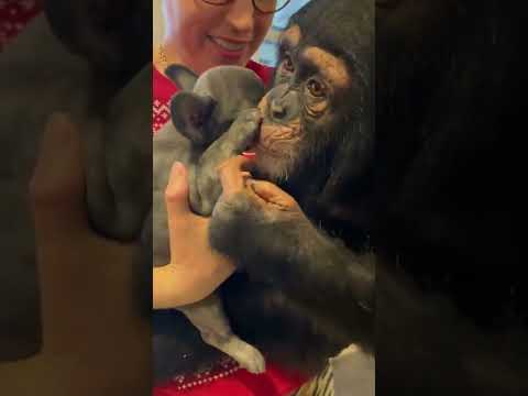 puppy and baby chimpanzee are best friends!