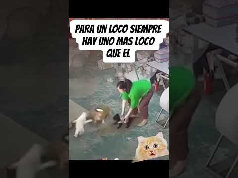 Paro un loco siempre hay uno mas loco todavía🙀🙀😸 #mascotas #gatos #perros #perrosdivertidos