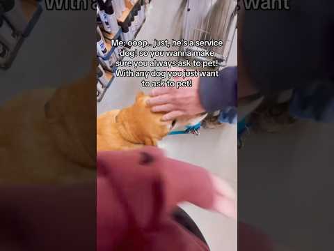 guess no one asks to pet dogs anymore #servicedog #dog #dogtraining #youtubeshorts #shorts