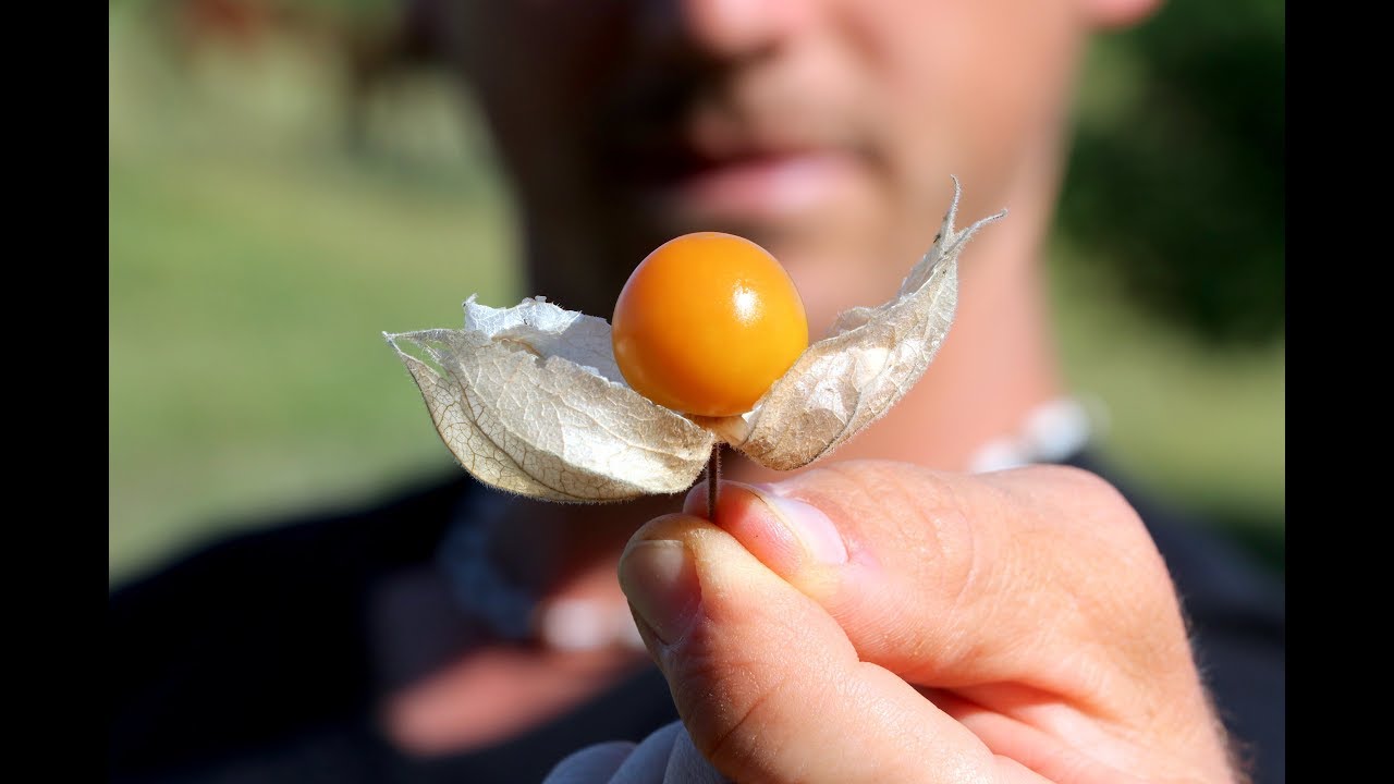 DON'T GO VEGAN, UNLESS YOU EAT THIS - #1 Vegan Superfood