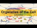 Exploring Cell Organelles and Their Functions