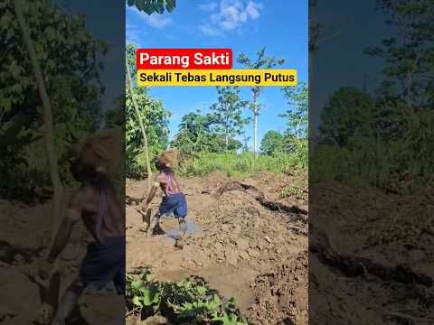 Samurai Jepang Kalah Sama Pace Papua ‼️