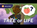 Understanding the Tree of Life
