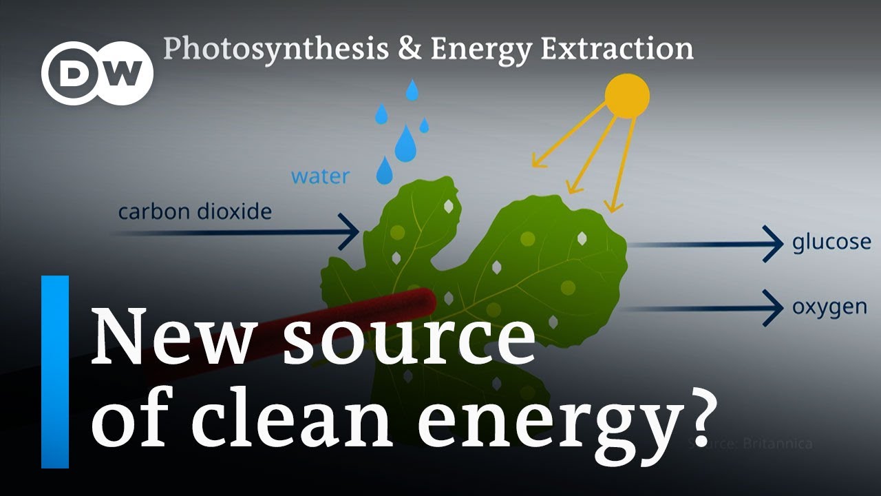 Extract Energy from Photosynthesis 