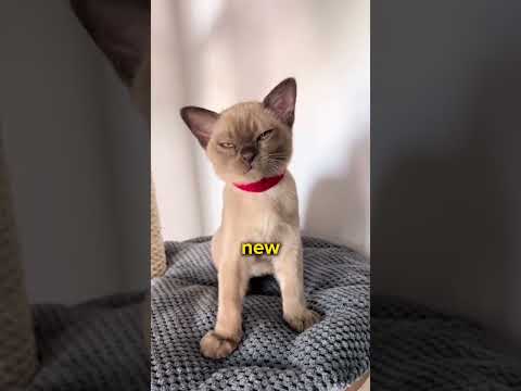 Best Cat Breed For Every Zodiac! Part 3! 😻♊️
