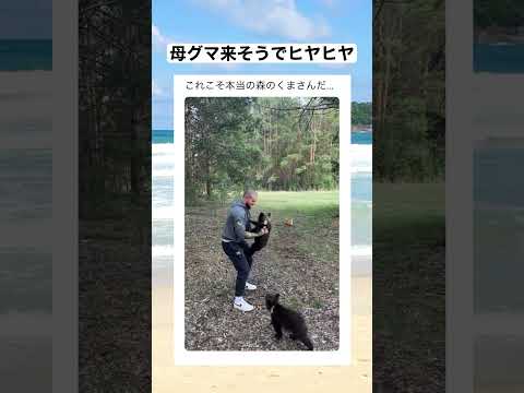 子グマ「ママに夜ご飯見つかったって伝えなきゃ」　#shorts #動物 #おすすめ