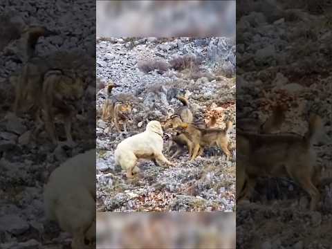 Solo Dog vs Wolf Pack! 💪 #shorts