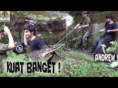 BUAYA SAKIT... Harus di tangkap bersama ANDREW dan TIM...