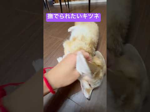 撫でられたくて吸い寄せられるキツネ