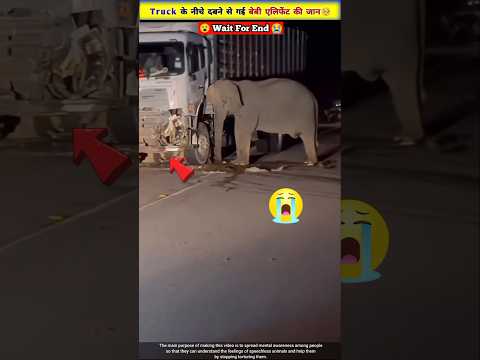 मां 🐘के आंसू की कीमत क्या जाने इंसान 🥺😭