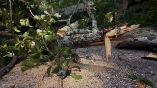 YouTube video thumbnail: Georgia Homeowners Assess Damage After Summer Storms