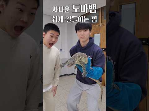 사나운 도마뱀 쉽게 길들이는 법 #animals #파충류 #reptiles #도마뱀 #동물