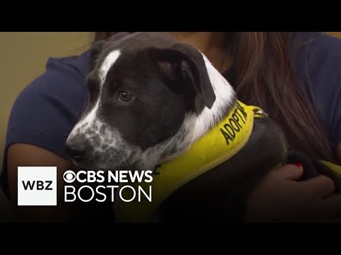 YouTube video thumbnail: Adorable Puppies up for Adoption in Massachusetts