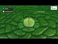 Understanding Stomata and Transpiration