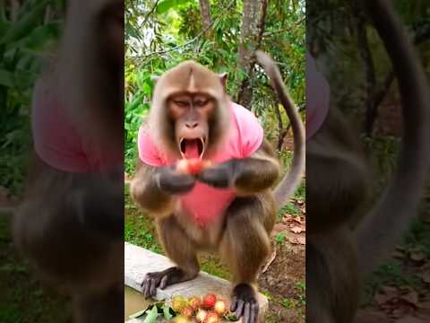 berubah jadi monyet #pettadaeng #kontenai #comedy