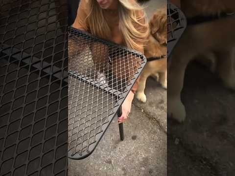 Cooles Gadget #comedy #funny #automobile #camping #animals #dog #outdoor