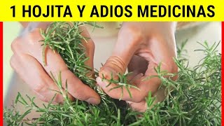 Conoce la Planta de la Bendición🌱 Esta Planta Mejora la Memoria, los Dolores y el Cabello
