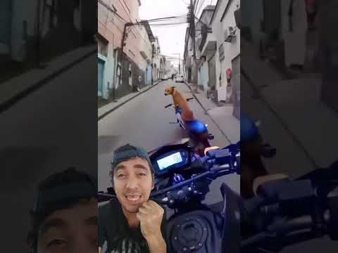 Firulais huyendo de la policía jajaja 😝🤣 #humor #perros #risa #comedia