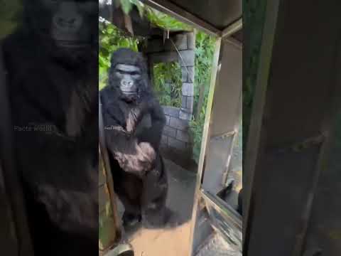 people in Animal costume | #shorts #zoo #Dragon #Tiger #viral