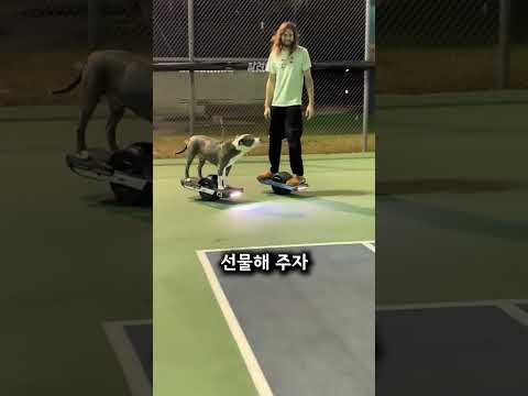 살다 살다 이런 강아지는 처음이야?