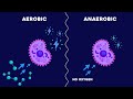 Understanding Respiration and Classroom Air Quality