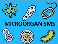 Exploring the World of Microscopes