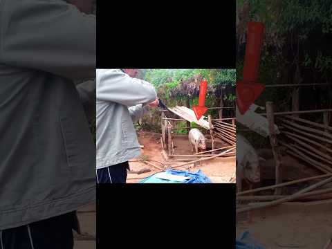 очень-очень близкий выстрел из пневматического ружья#hunting#challenge#chase#