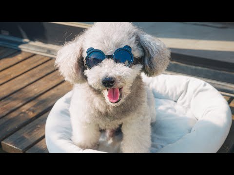 🐶愛犬の白内障予防にサングラスをプレゼントしたら予想外のリアクションでした。