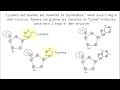 DNA Structure and Function Concepts