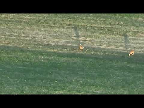 Deer playing