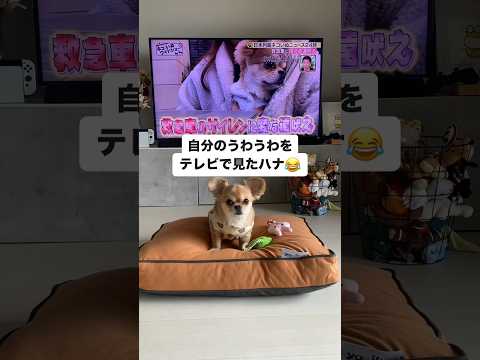 うわうわ鳴く犬をテレビでみたハナ