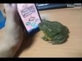 frog plays ipad the ant crusher.