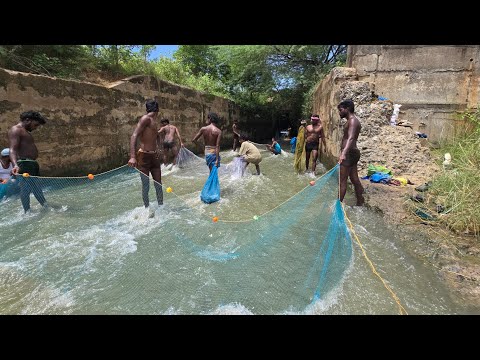🎣🔥Traditional Group Fishing in River | Village Life Catching Fish Together😋💯