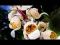 Toxic Plants and Their Effects