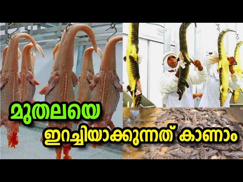 മുതലയെ കൊന്ന് ഇറച്ചിയാക്കുന്നത് കാണാം | crocodile meat processing
