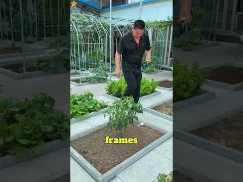 This man turned his balcony into a complete food system that shocked everyone!#shorts