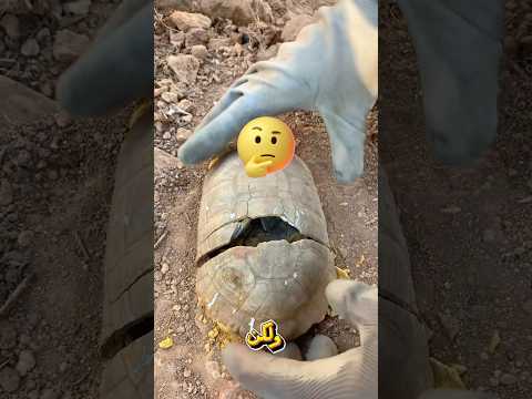 ‏هذه الصدفةلل سلحفاة يوجد بداخلها كنز