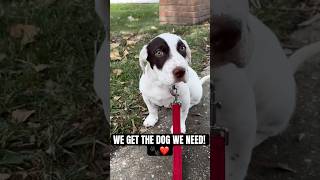 We don’t always get the #dog we want.. we get the dog we need #dogshorts #puppy #doglife #viral