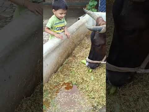 choti choti gaiya