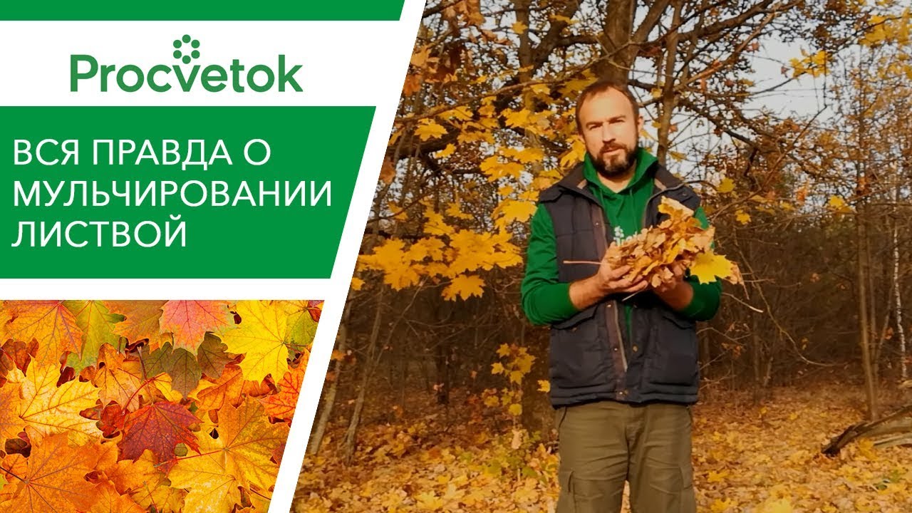 Мульча из листьев. Как провести правильное мульчирование почвы