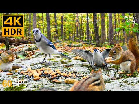 Cat TV for Cats to Watch 😺🐦 Fall Fun of Chipmunks, Birds, Squirrels 🐿 4K HDR 60FPS