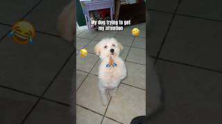 How My Dog Gets My Attention 😂  #TheManniiShow,.com/series