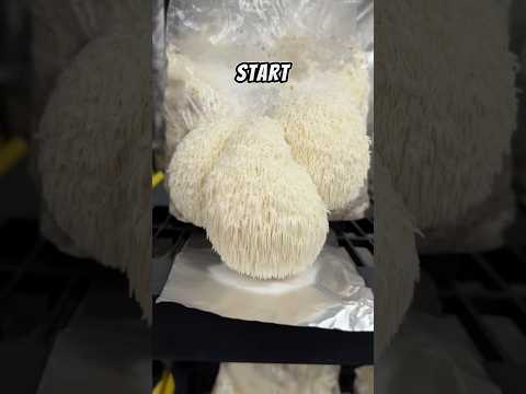 Collecting TRILLIONS of Spores from Lion’s Mane Mushrooms #shortvideo #growyourown #mushrooms