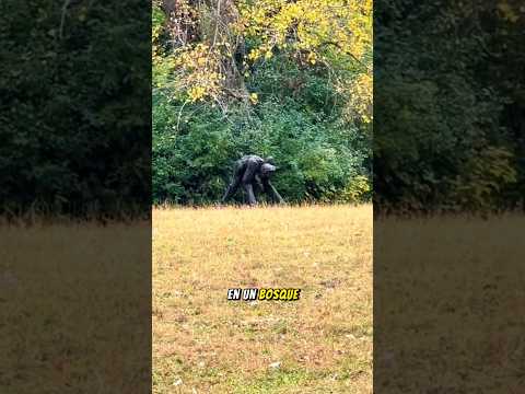Esta Criatura Fue Vista Por Un Equipo De Investigadores En Un Bosque De Estados Unidos