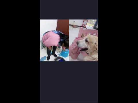 🐶🐶🐶想知道養阿拉斯加犬是什麼樣的體驗？来看我們家洛洛直播吧🥰