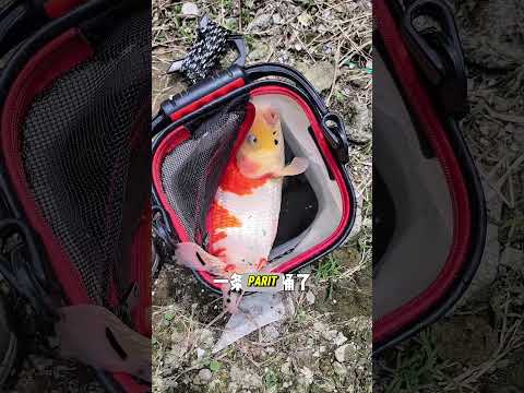 MENANGKAP IKAN HIAS DAN MELEPASKAN NYA KERAWA #ikanhias #fish #shorts