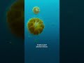 Jellyfish Encounter and Challenges