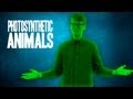 Photosynthesis in Animals and Algae