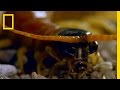 Grasshopper Mice and Centipede Defense