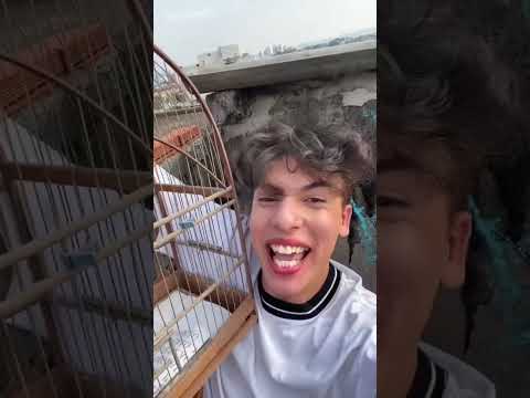 Soltei um passarinho da gaiola (part1)